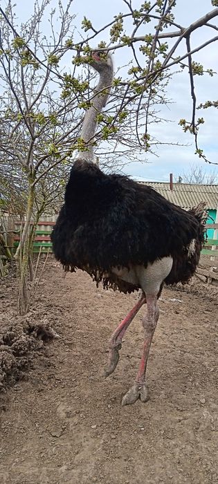 Vând sau schimb Struruti Africani