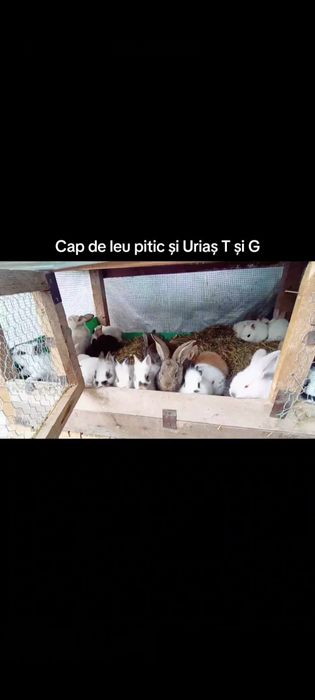 Iepurași Mini Toy și uriaș german și Transilvania puii