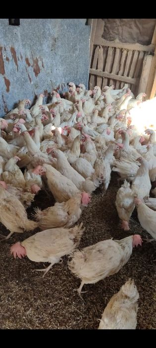 Продаю кур несушек молодые.
