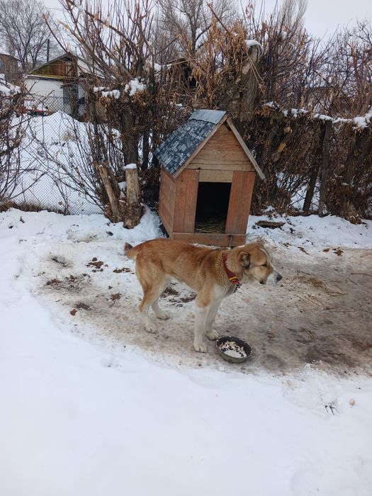 Ургашы алабай сатылады