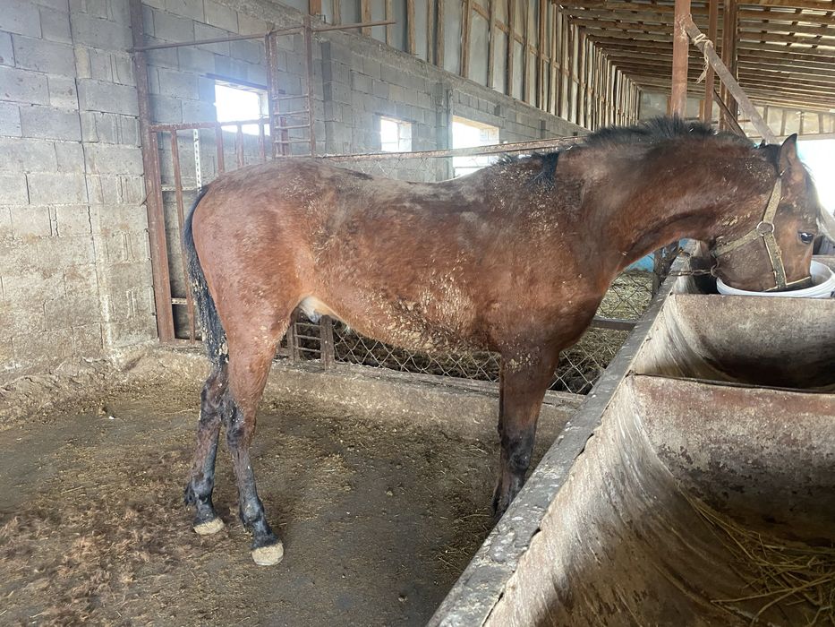 Продам жеребчика