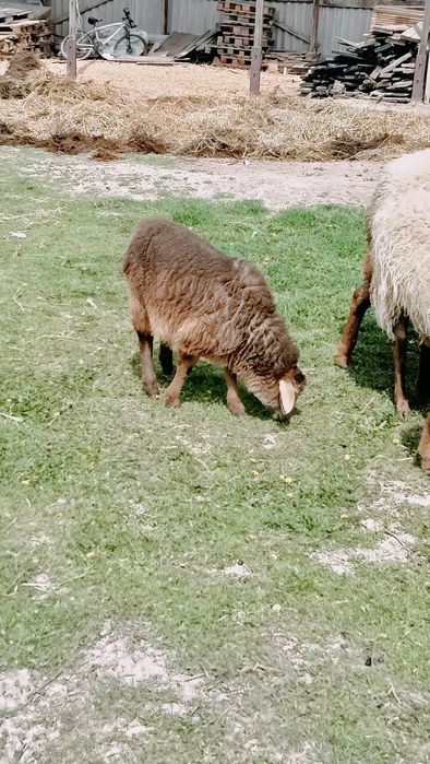 Бараны ягнята тохты