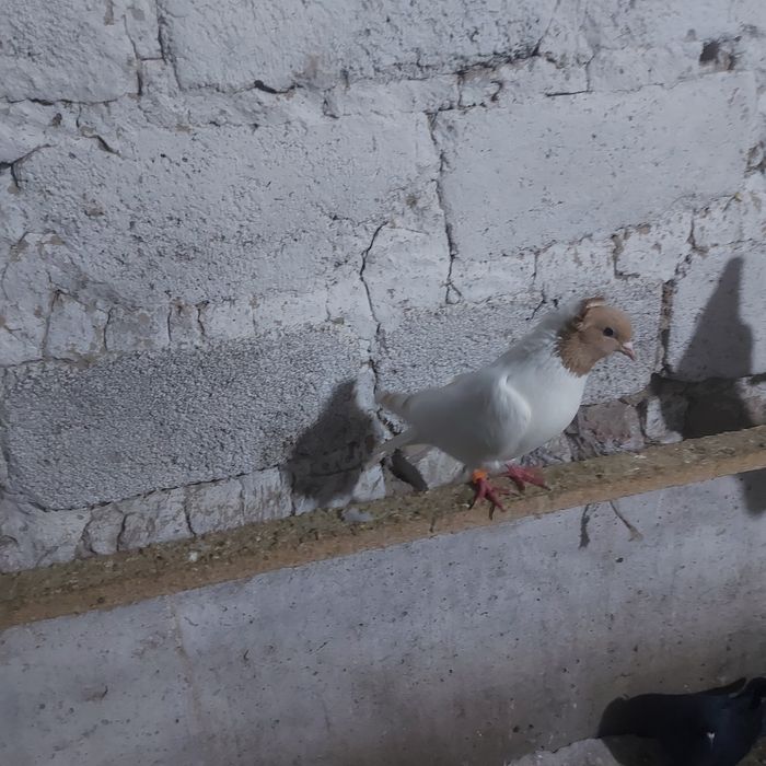 Сарыбас голубка лет с игрой