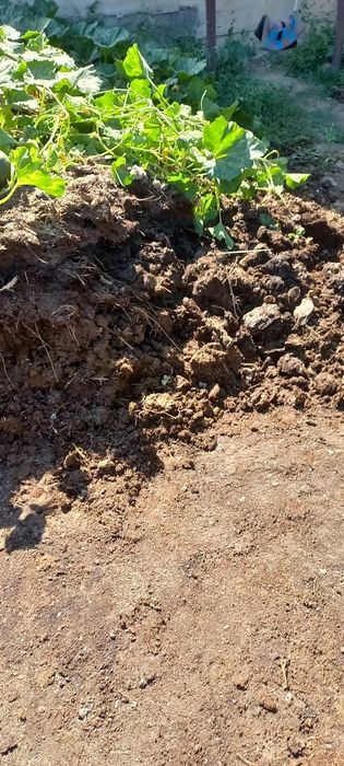 Продам навоз с пергноем