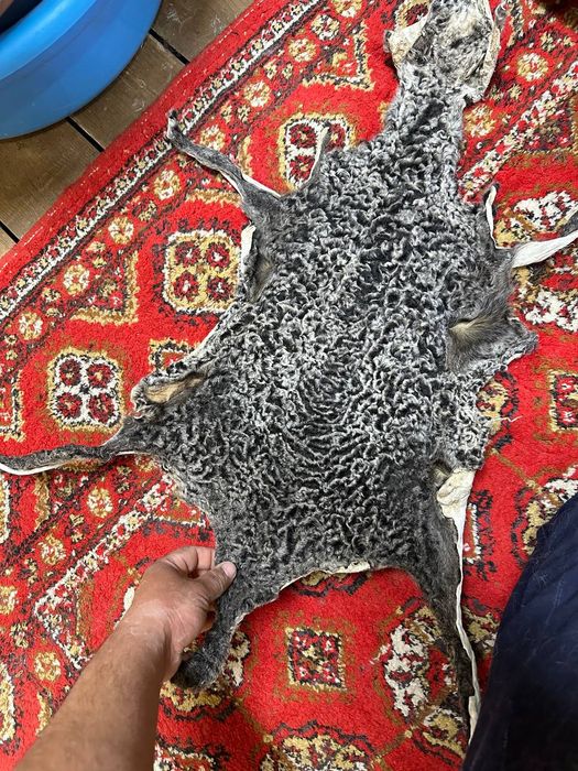 Антика терилар сотилади