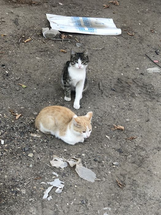 Котята. В количестве 9 штук