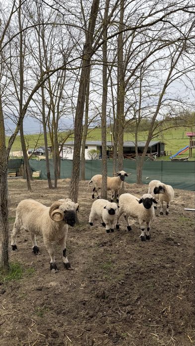 Чернобоса овца /Blacknose Sheep