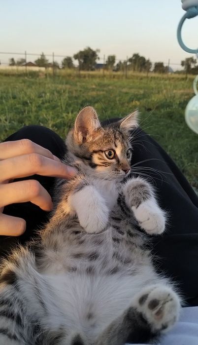 Котята мальчики в добрые руки! 2 месяца.