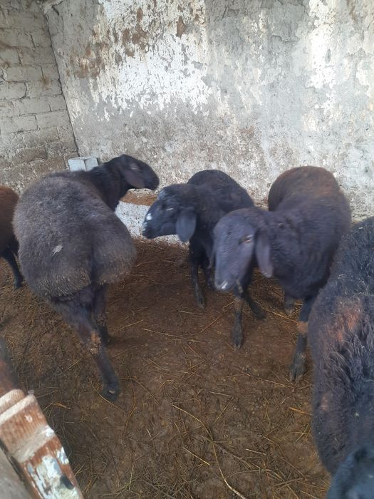 Куйлар кучкор бугоз совлик