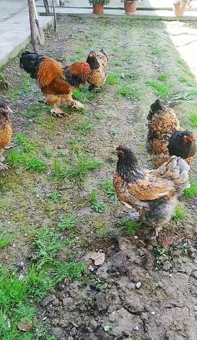 Brama Tuxm jojalari bor