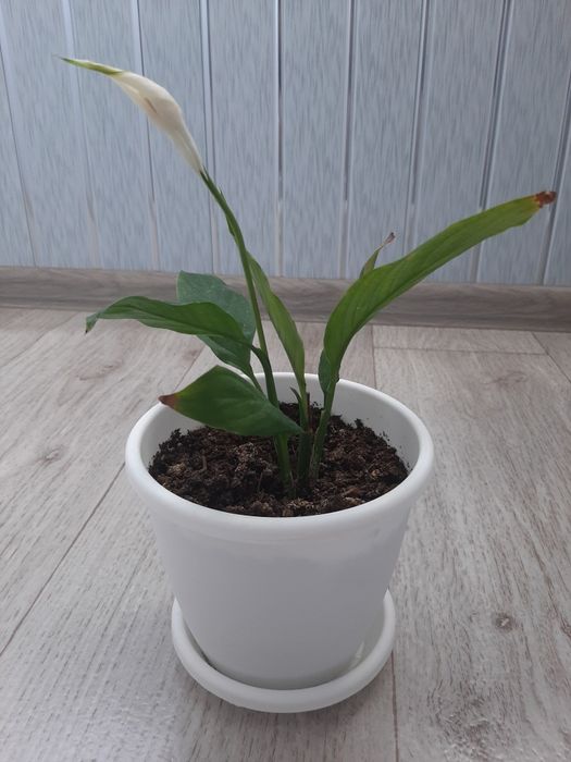 Спатифиллум цветок