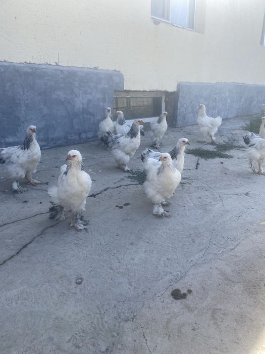 2айдан асақан Брама балапандар сатылады.