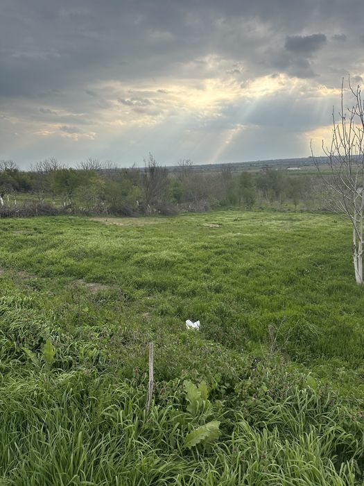 Дворно място в Опанец