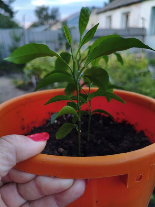 Комнатные цветы лимонка и денежные