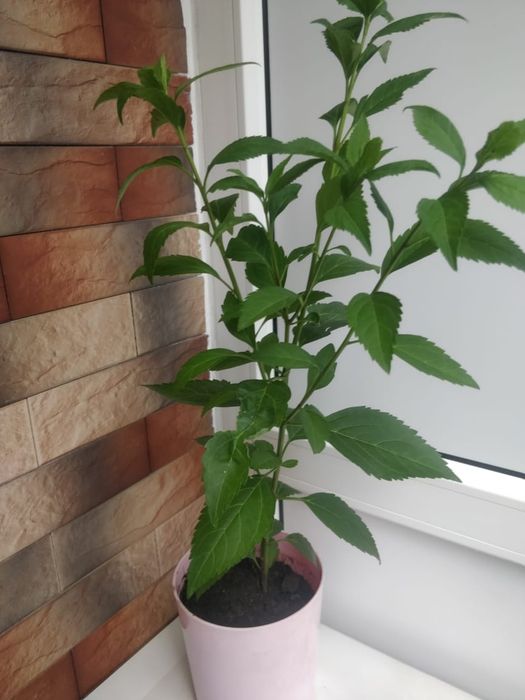 Продам форзицию цена 2500 т.