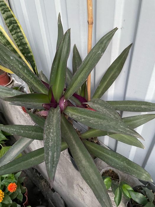 Продам комнатные цветы