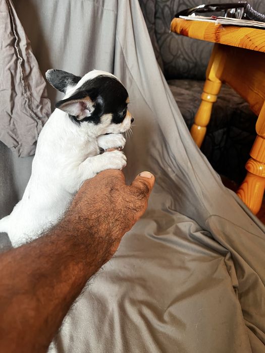 Мини чихуахуа.