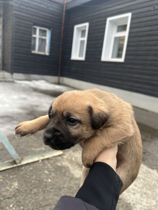 Отдам щенят в добрые руки