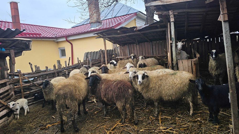 Oi de vanzare - Ostroveni Dolj