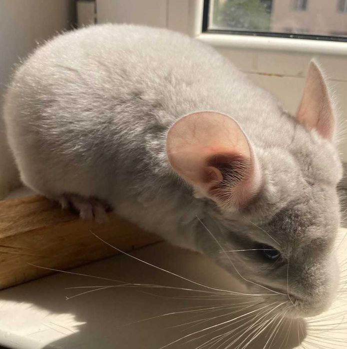 Шиншиллы Diamond Chinchilla