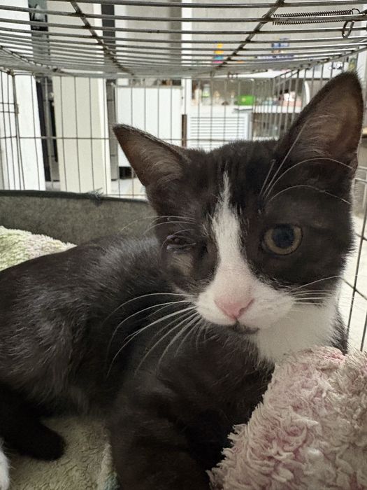 Отдам кота в добрые руки