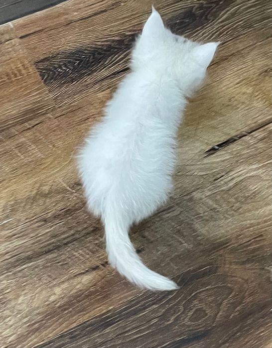 Котенок маленький бесплатно