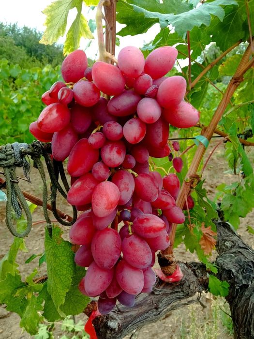 Vita de vie anul 3 struguri mari de masa pentru boltă