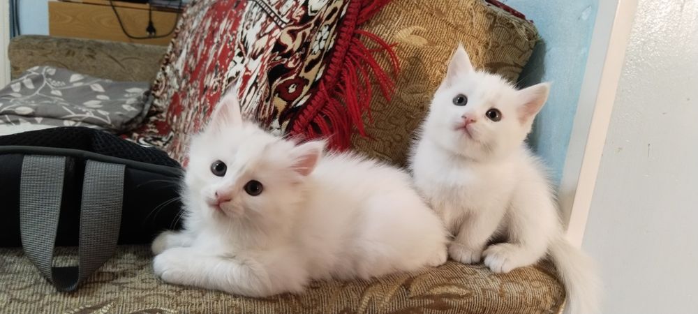 Продаются котята