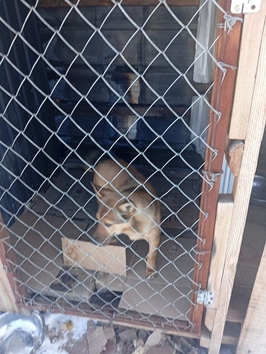 Щенки на охрану!