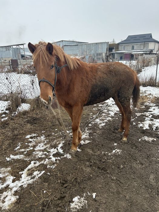 Продам кобылу двухлетку