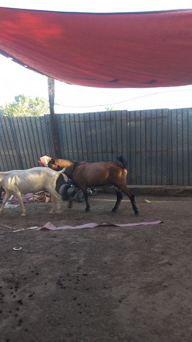 Французский альпі теке