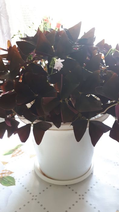 Комнатный цветок кислица (бабочка)