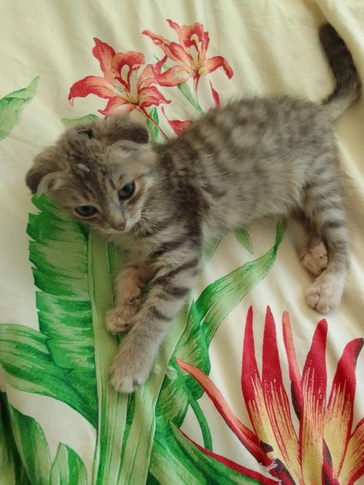 Котик мальчик 3 месяца вислоухий