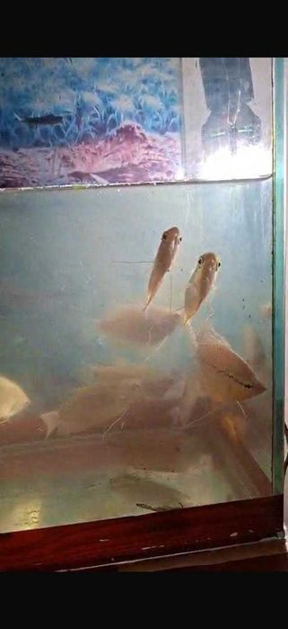 Аквариумные рыбки