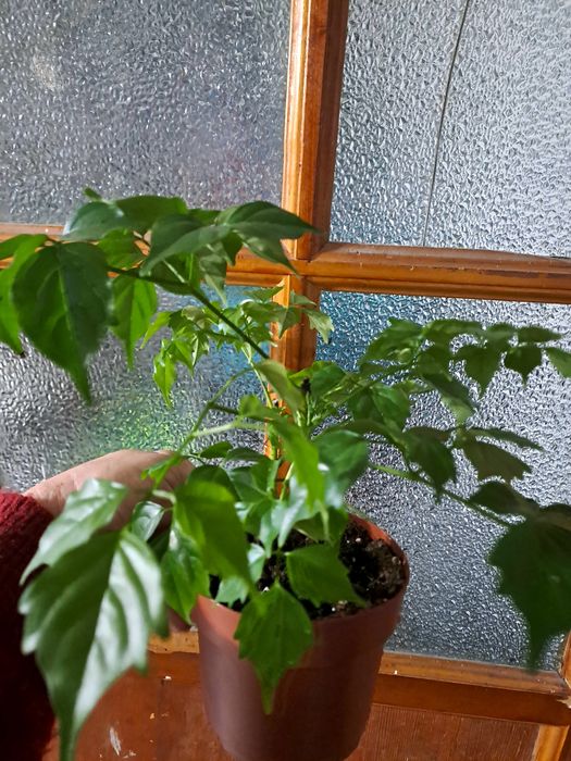 Продам комнатные цветы