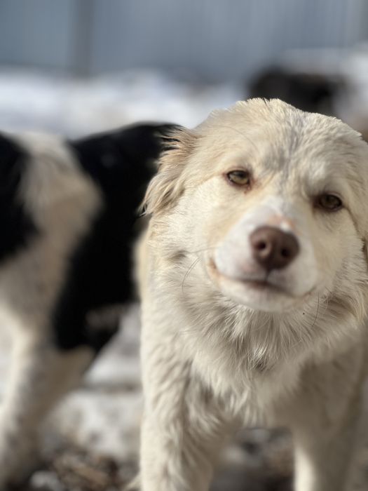 Отдам щенят в хорошие руки