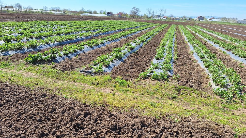 Stoloni Albion și unifere Asia