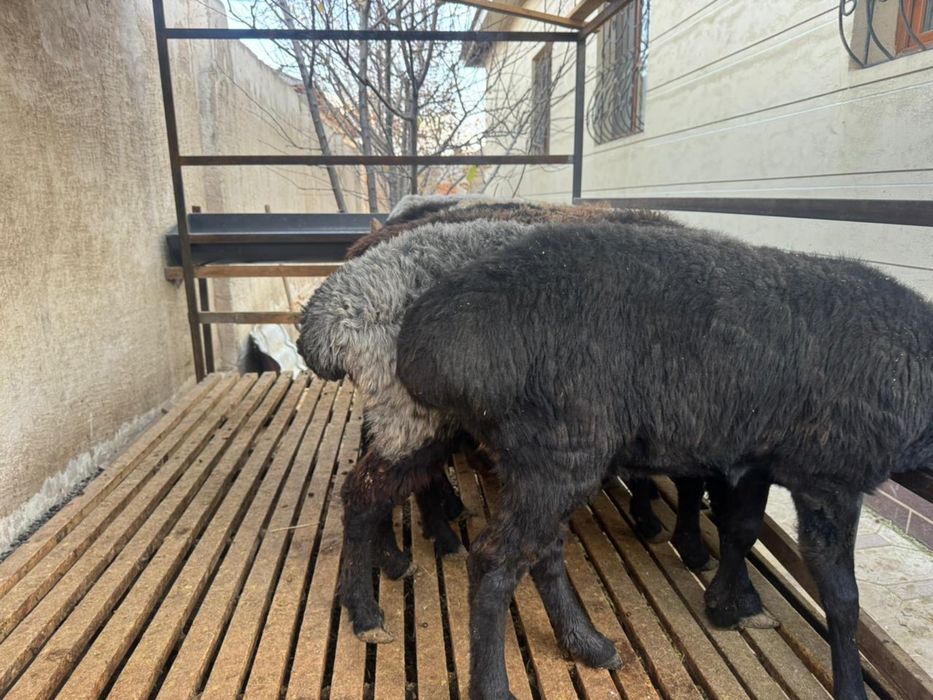 Баран, кой бар сатылады