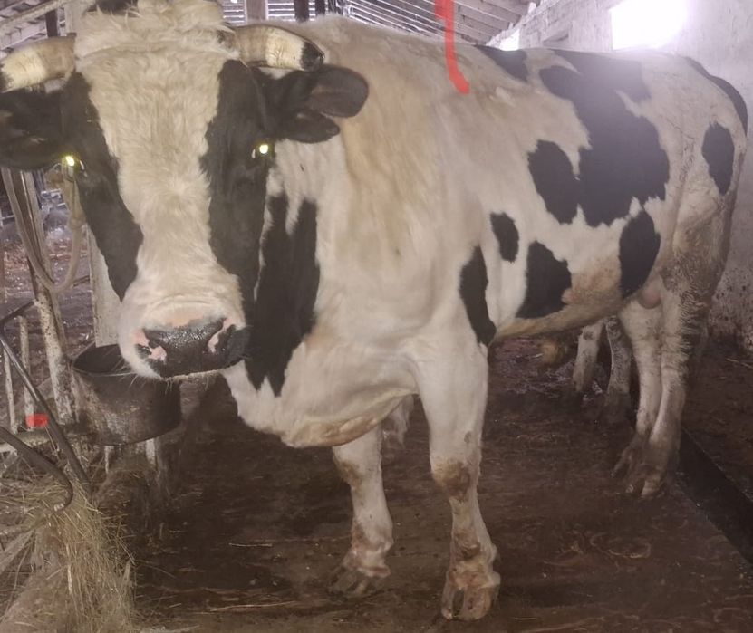 Бык продаю в городе