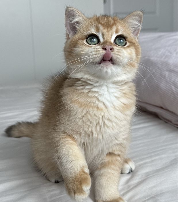 Fetita superba british shorthair golden chinchilla. Pedigree WCF