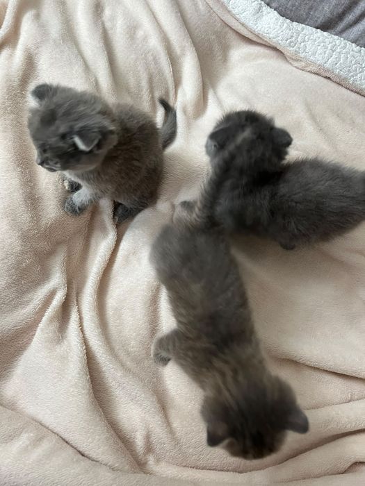 Продаю котят вислаушки