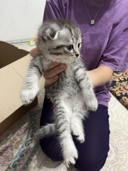 Продам котята пародестие