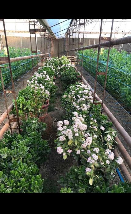 Уй ва офислар учун денежные гуллари сотилади