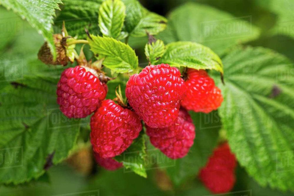 ВЪЛШЕБЕН Целогодишен Разсад Корени - Ягоди и Малини