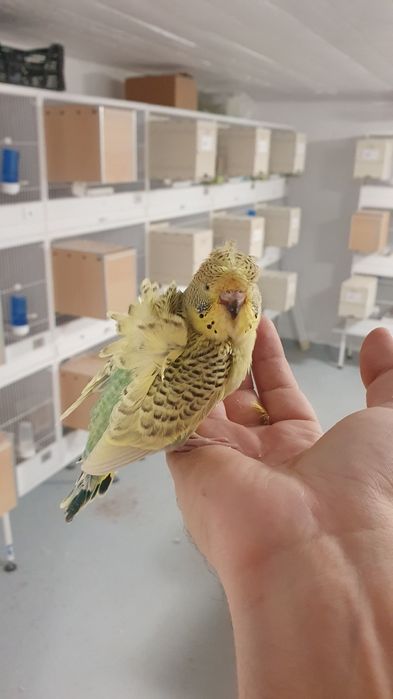 Perusi standard semi-standard si hagoromo pui si adulti