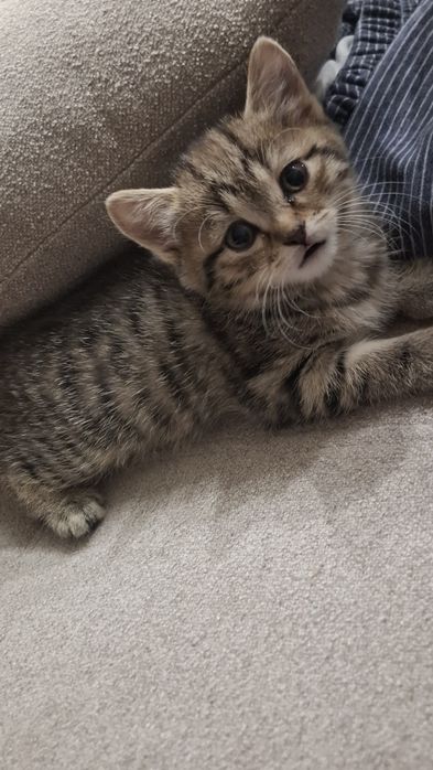 Сладкие  котятки