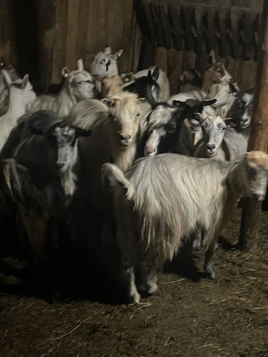 Vând sau schimb20 de capre tinere