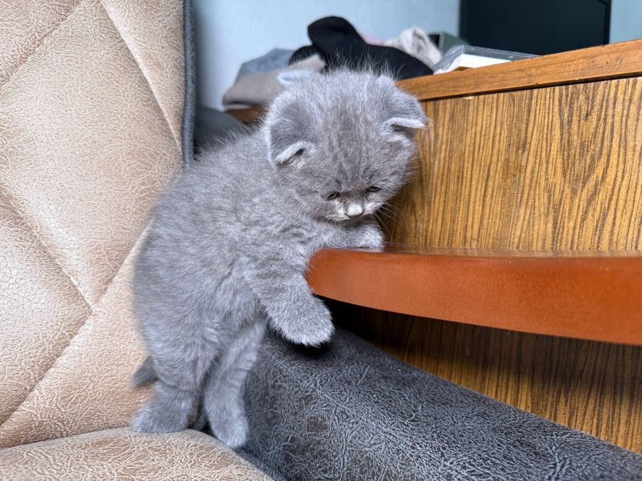 котята фолд и страйт