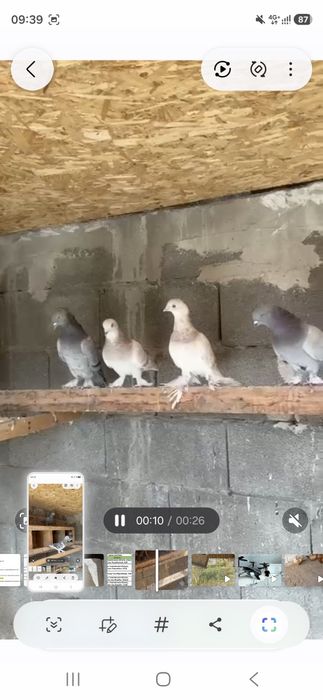 Продам  голубей  оптом такла