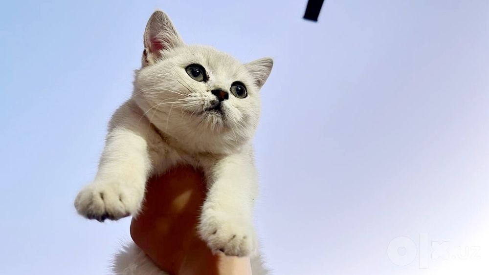 Продаётся котята